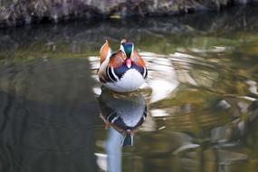 Mandarin Ducks macro blur