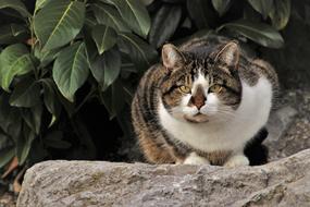 Cat In The Garden Animals