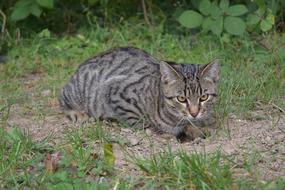 Cat Sit Mackerel