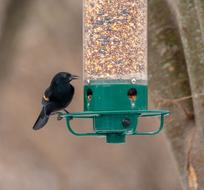 Red Winged Blackbird Bird Feeder