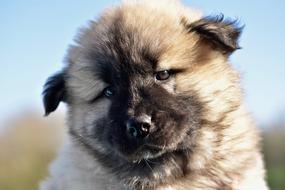 Dog Bitch Eurasier Pen