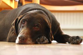 Labrador Brown Chocolate