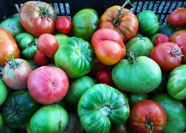 tasty tomato harvest
