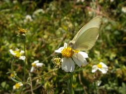 Butterfly Insect Flowers