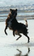 Dog Jump Play