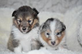 Puppies Shetland Sheepdog Pup
