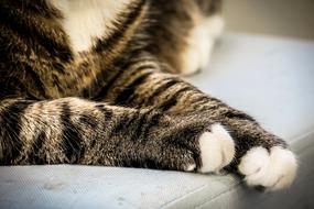 cute cat with white paws