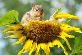 Chipmunk Animal Sunflower