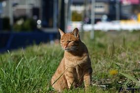 Animal Pet Cat