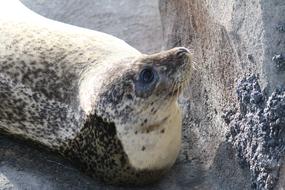 Seal Animal Rocks