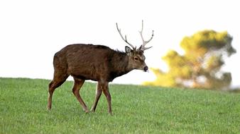 Deer Animal Nature