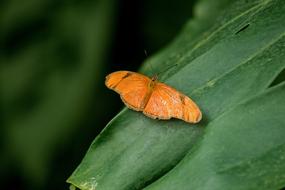 Butterfly Insect Exotic Flight