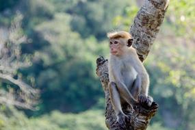 Toque Macaque Monkey Animal