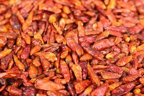 Dried hot peppers harvest