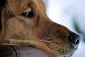 Dog Golden Retriever Pet