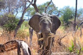 Elephant Africa African Bush