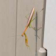 Praying Mantis Insect Nature