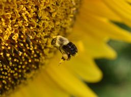 Bumblebee Bee Pollen