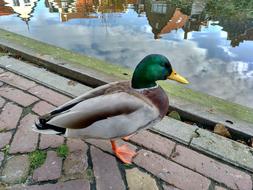 Duck Animal Peak