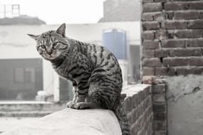 Cat On Wall