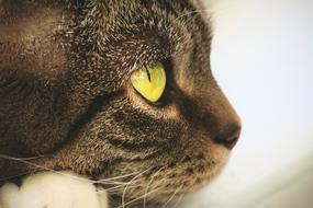 Cat Eyes View