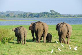 walking elephants by the lake