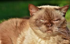 Cat Breed British Shorthair