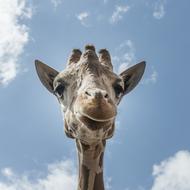 Giraffe Portrait Head