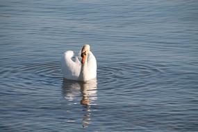 Swan Water Lake