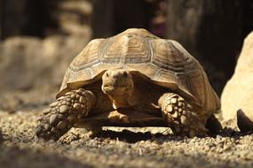 Turtle Giant Tortoise Carapace