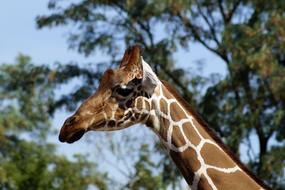 Giraffe Animal Portrait