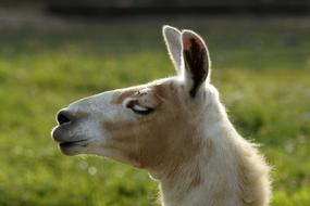 Lama Head