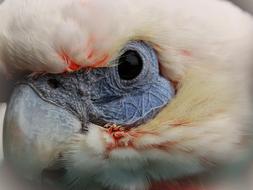 Parrot Bird Eye