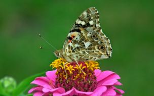 Butterfly Insect Flower