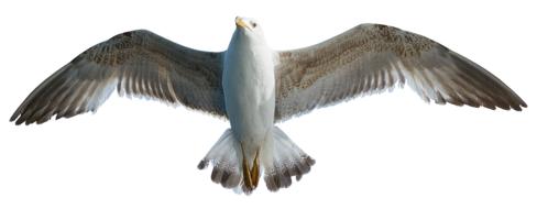 Seagull Bird Animal Water