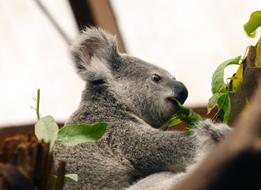 Koala Australia Animal