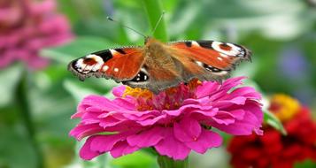 Butterfly Insect Nature