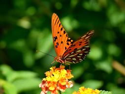 Fritillary Butterfly Insect