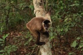 Monkey Capuchin Animal