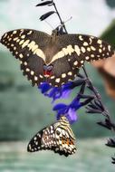 Butterfly Close Up Insect