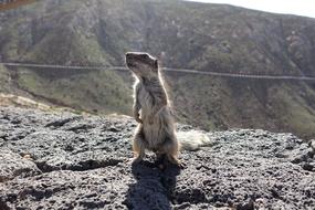 Chipmunk Squirrel Animal