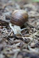 Snail Mollusk in forest