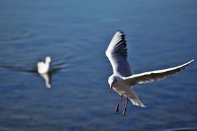 wild Seagulls at Lake Water