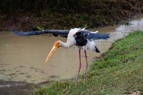 Painted Stork Bird Avian