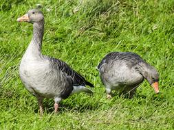 Greylag Goose Water Bird