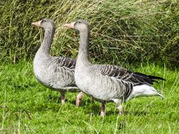 cute gray geese on the street