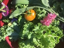 delicious ripe vegetables harvest