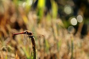 Darter Sympetrum Wing Dragonfly