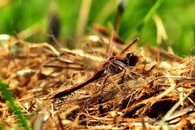 Darter Sympetrum Dragonfly Insect