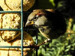 cute bird at the feeder